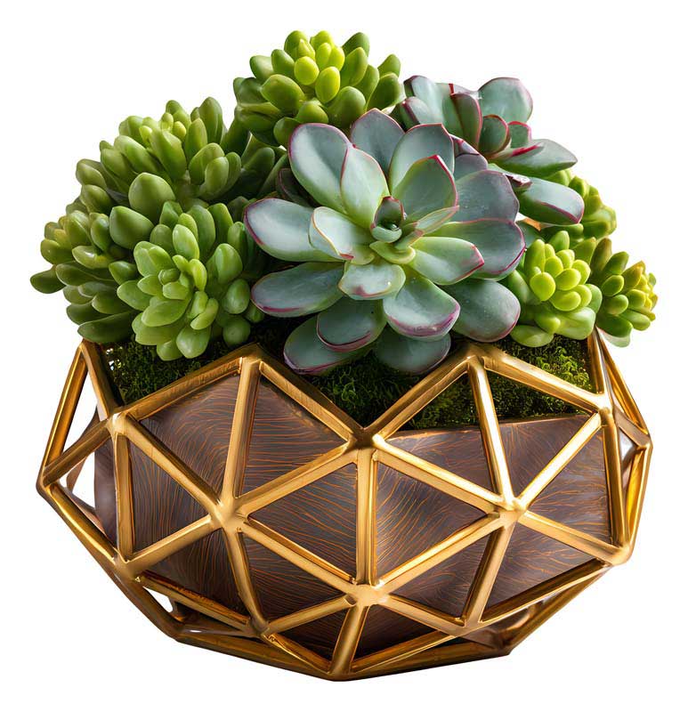 طرح گرافیکی گیاه تزئینی
