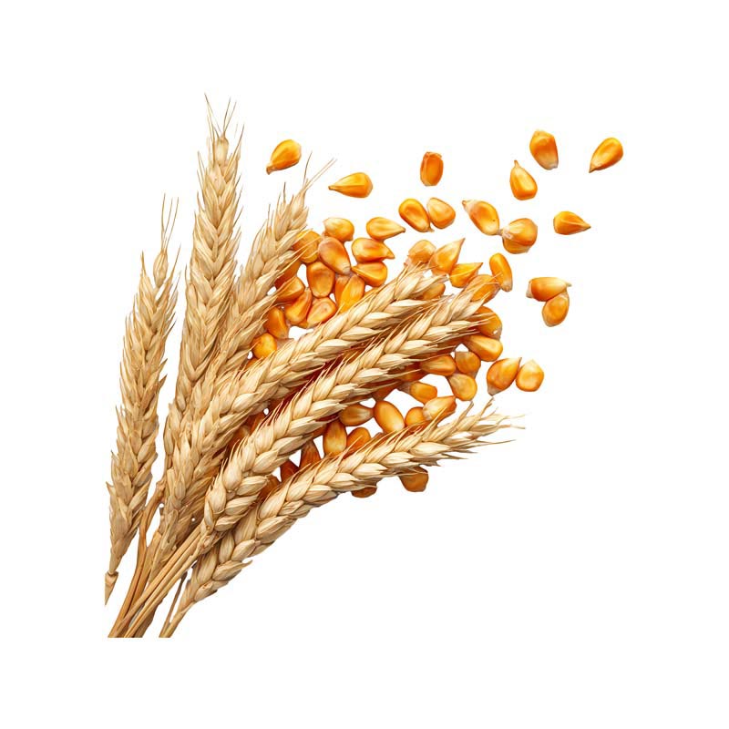 دانلود طرح گندم و ذرت