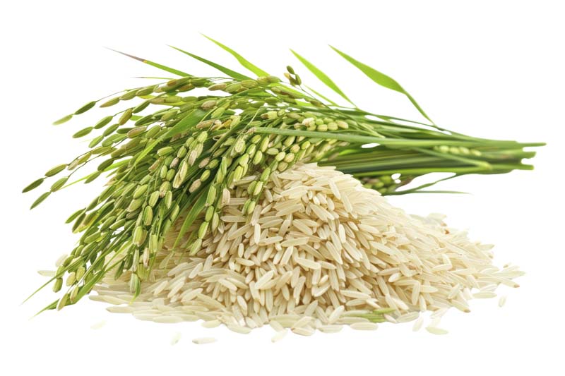 طرح دوربری شده از برنج و خوشه های برنج