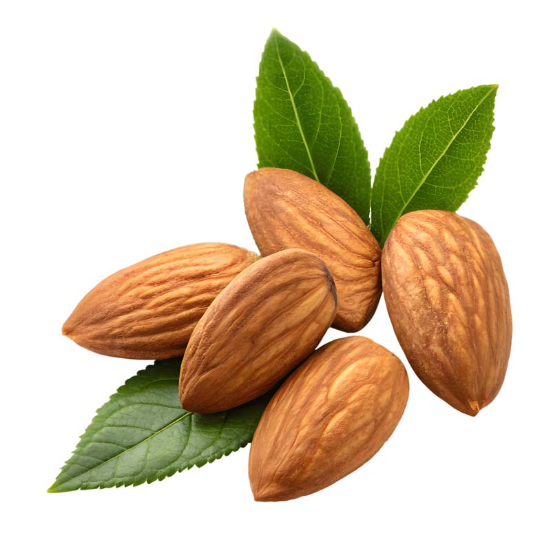 دانلود طرح مغز بادام و برگ