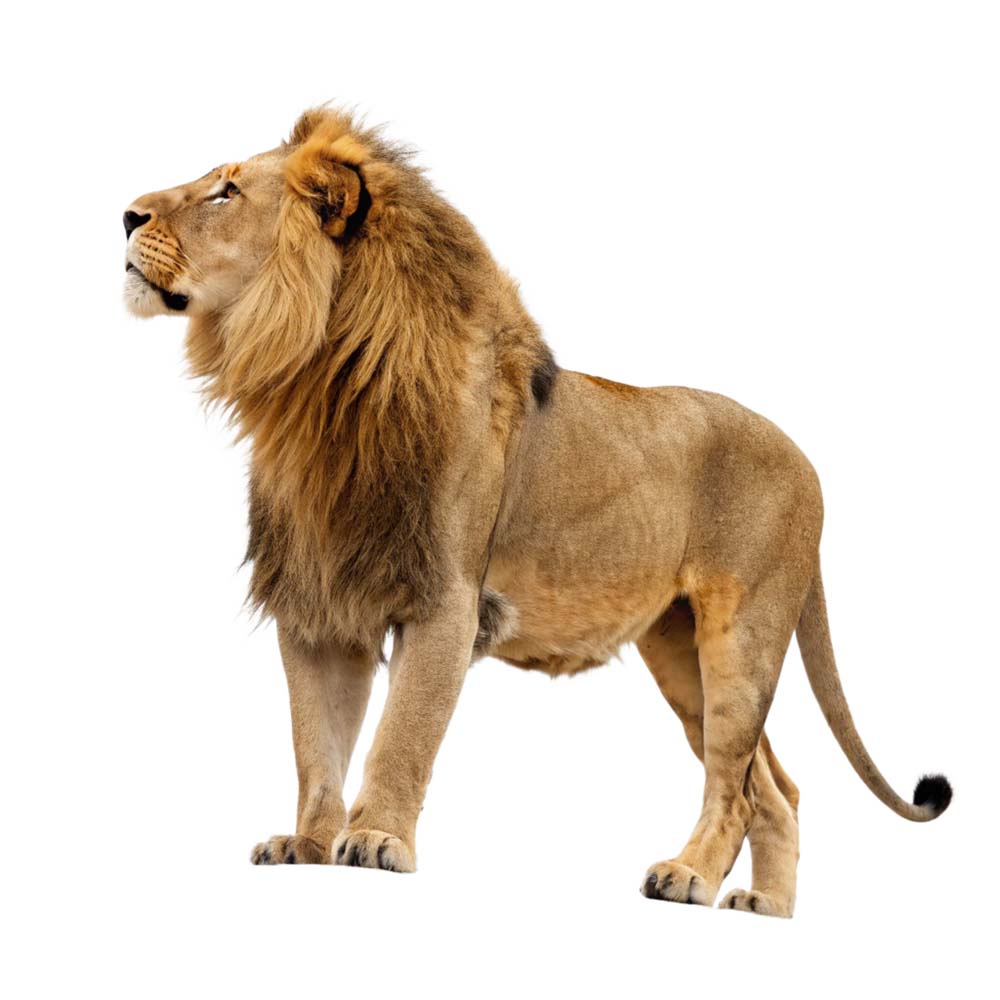 عکس png شیر