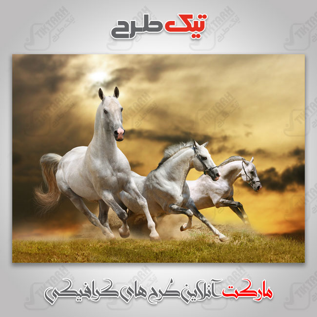 عکس با کیفیت گله اسب های سفید