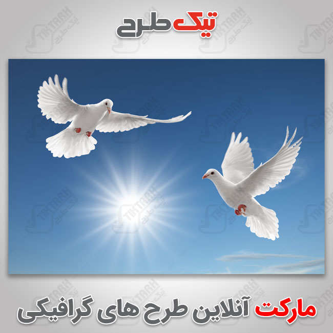 عکس با کیفیت کبوتران سفید