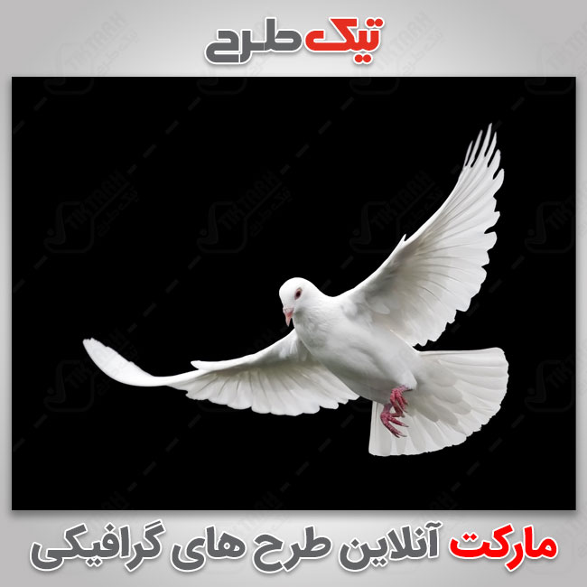 عکس با کیفیت کبوتر سفید