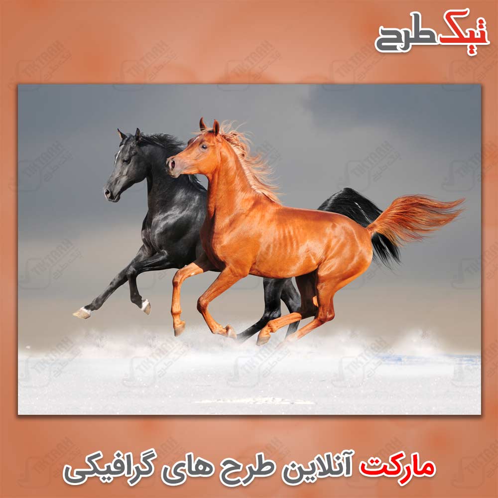 دانلود تصویر لارج فرمت اسب با کیفیت بسیار بالا