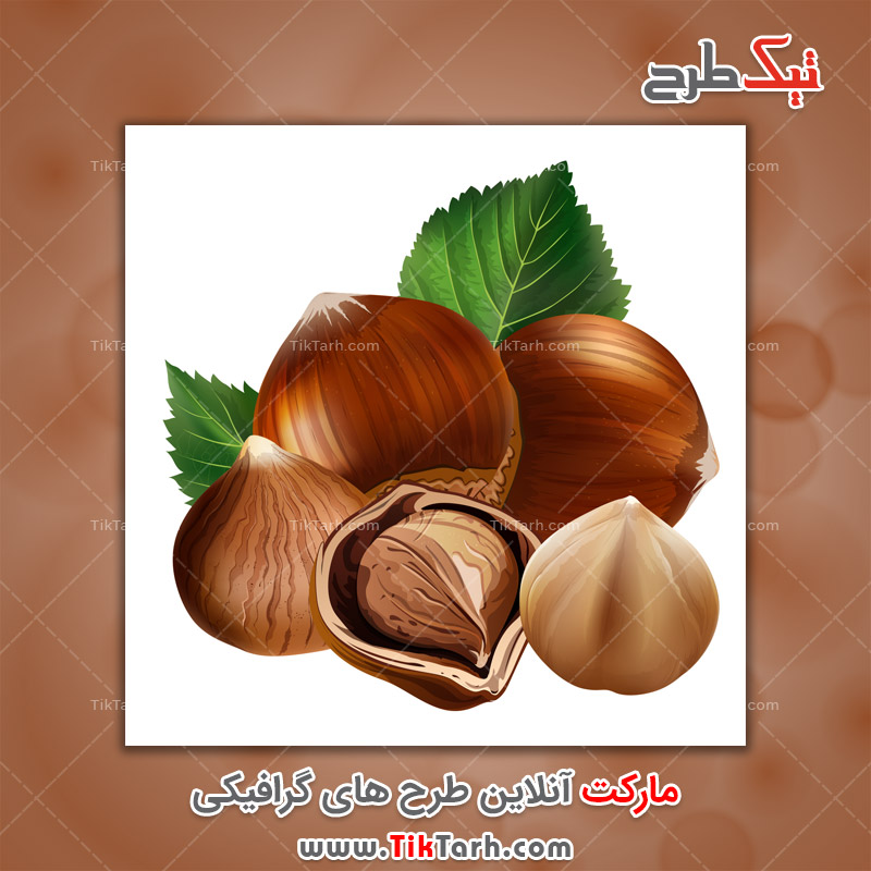دانلود طرح لایه باز فندق