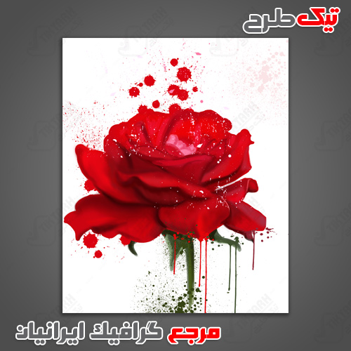دانلود عکس با کیفیت گل رز قرمز
