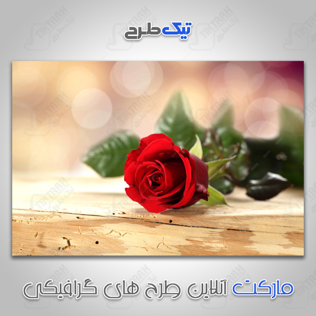 دانلود عکس با کیفیت گل رز قرمز زیبا