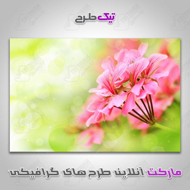 دانلود عکس گرافیکی دسته گل صورتی