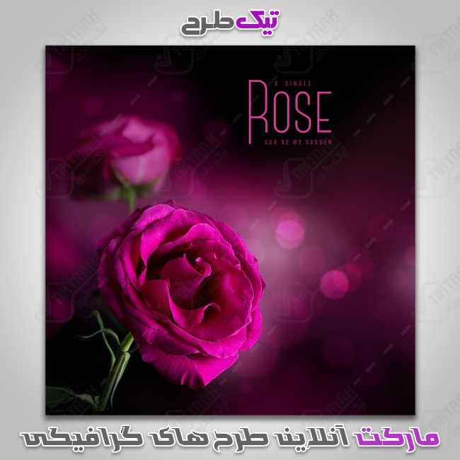 دانلود عکس گرافیکی گل رز بنفش
