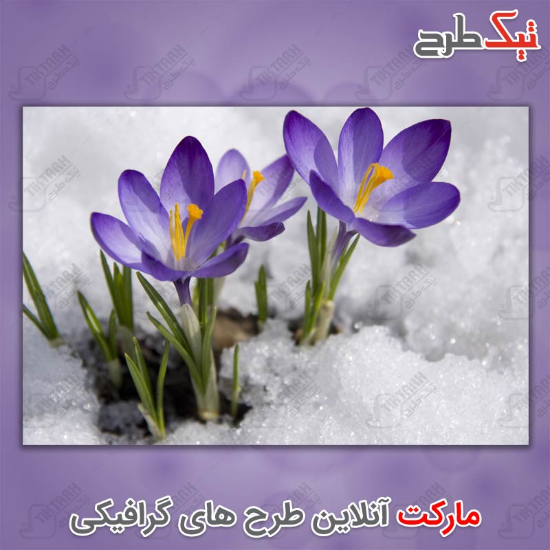 تصویر با کیفیت گل های بنفش میان برف