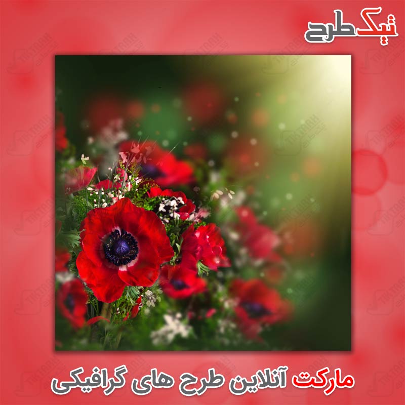 دانلود عکس گرافیکی گل های لاله قرمز