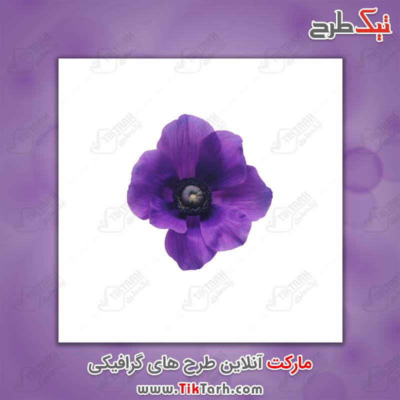 دانلود تصویر لارج فرمت گل بنفشه