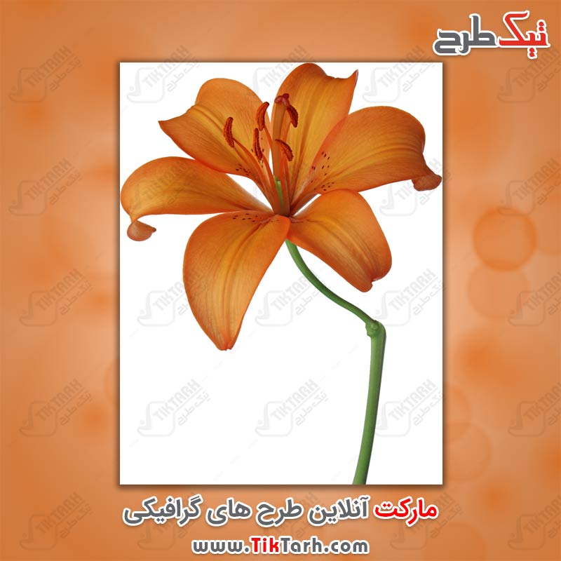 تصویر لارج فرمت گل نارنجی