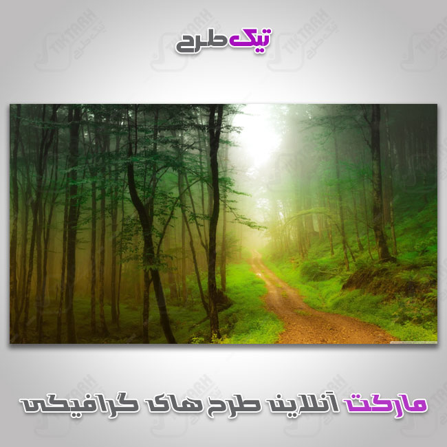 دانلود عکس با کیفیت جنگل