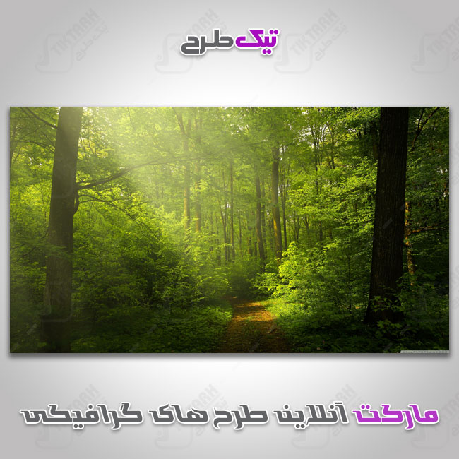 دانلود عکس با کیفیت جنگل سر سبز