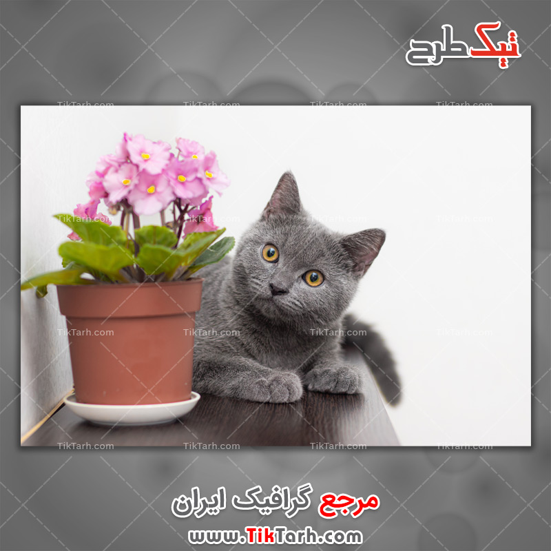 دانلود عکس لارج فرمت گربه و گلدان