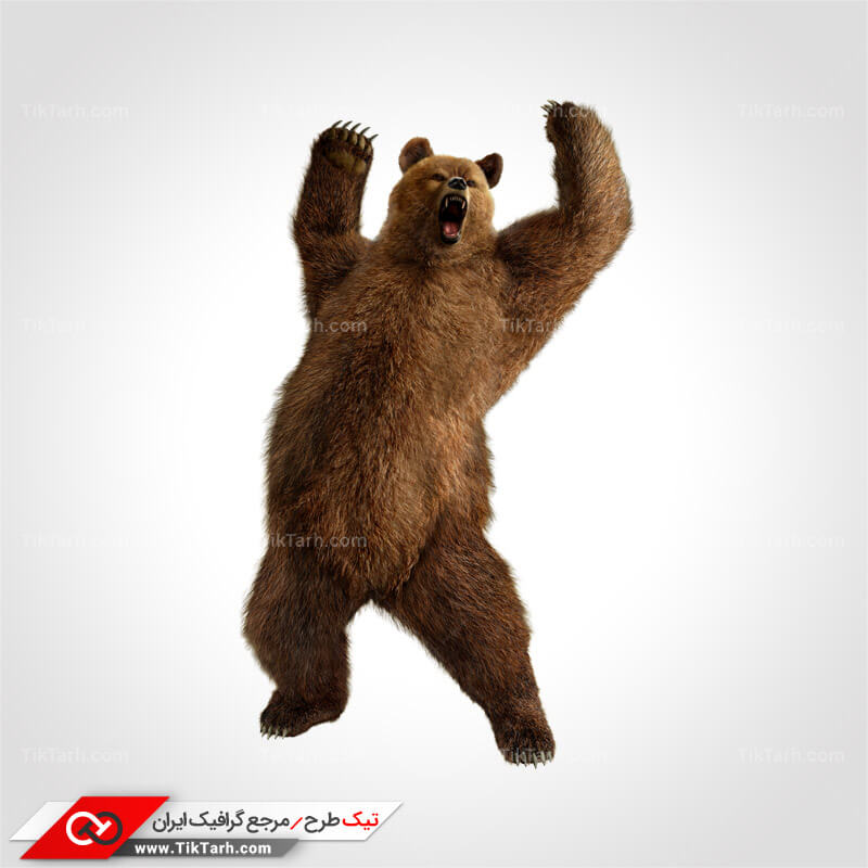 دانلود طرح لایه باز خرس