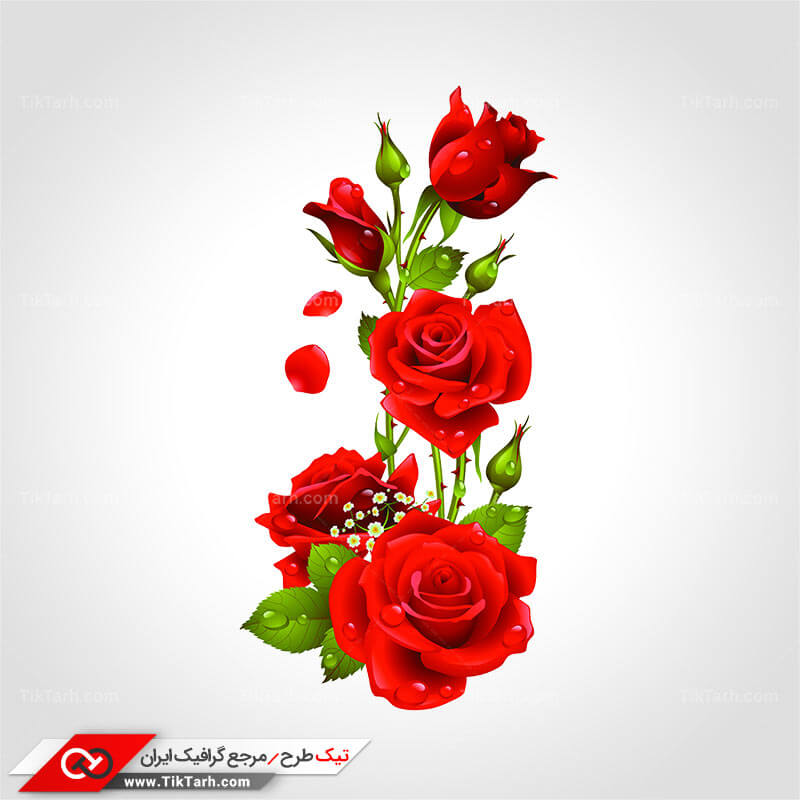 دانلود کلیپ آرت گل رز قرمز