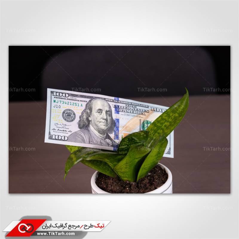 عکس با کیفیت اسکناس صد دلاری و گلدان