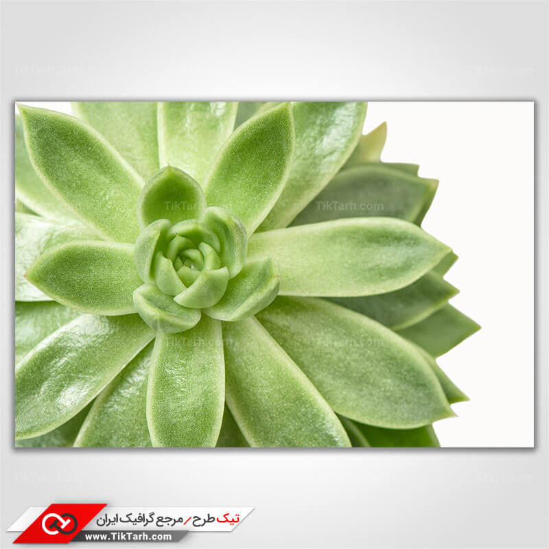 دانلود تصویر با کیفیت کاکتوس خورشیدی