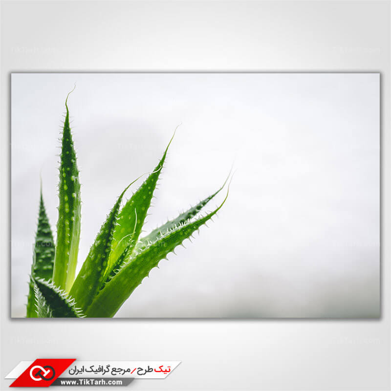 عکس با کیفیت کاکتوس