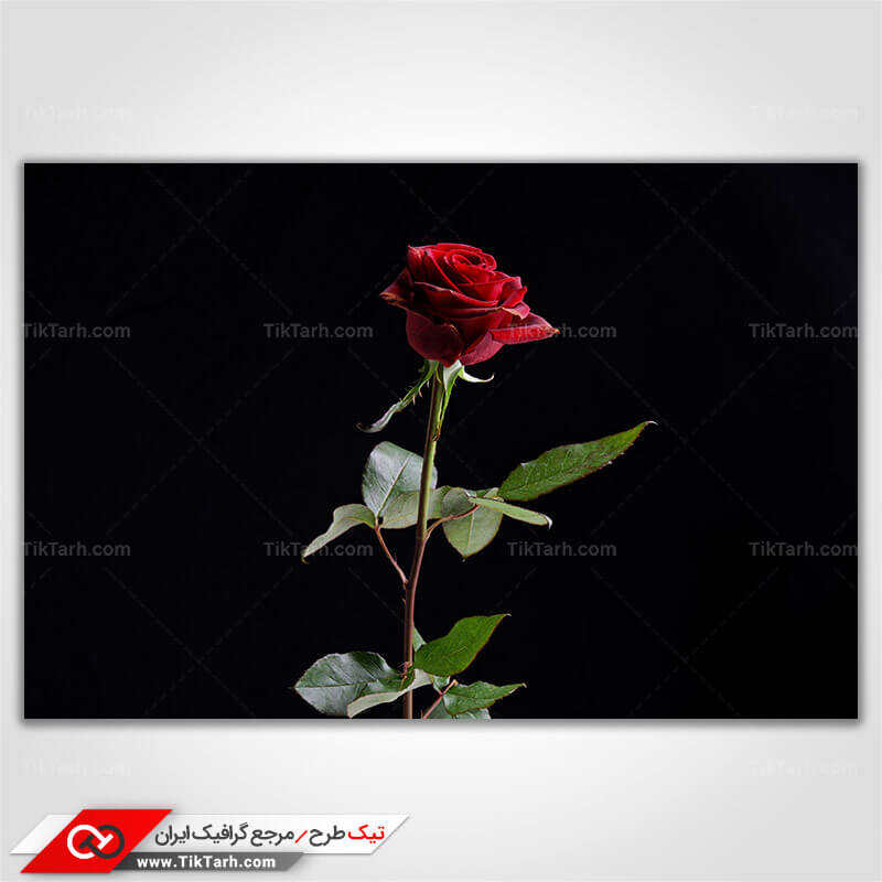 دانلود عکس گل رز قرمز