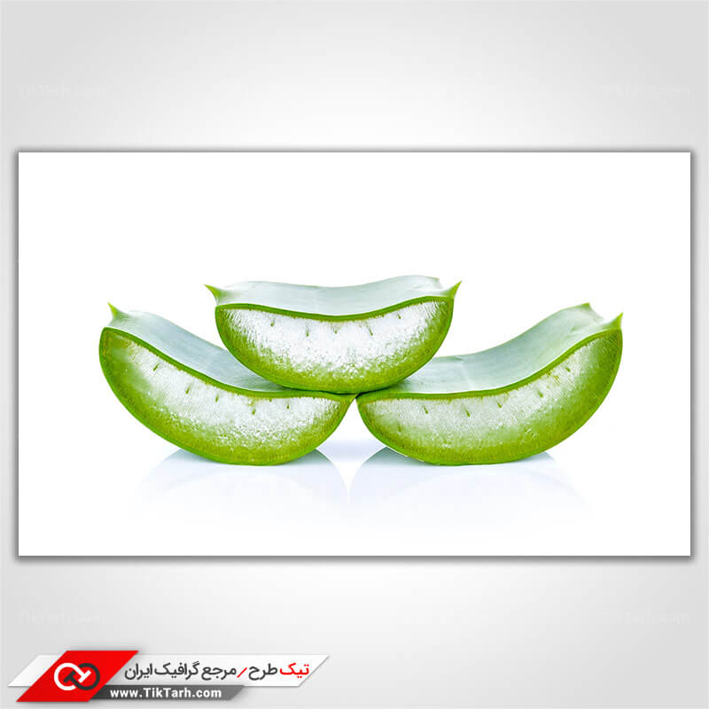 تصویر گرافیکی گیاه آلوورا