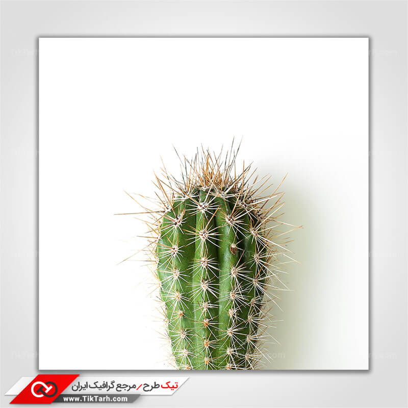 دانلود تصویر کاکتوس