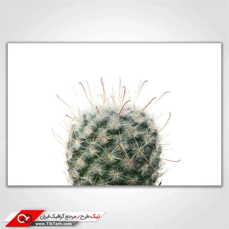 دانلود عکس گرافیکی کاکتوس