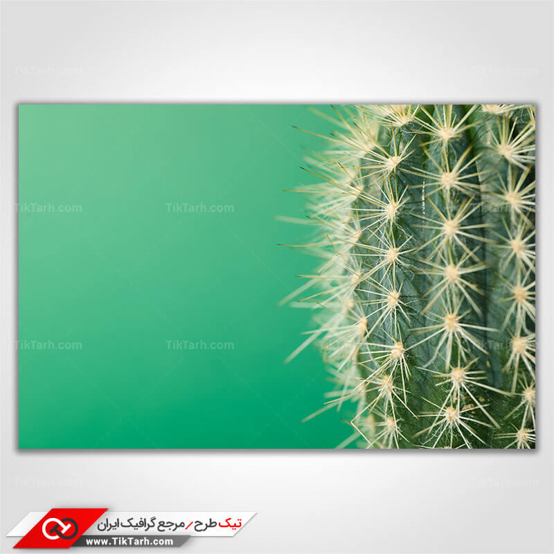 عکس گرافیکی کاکتوس