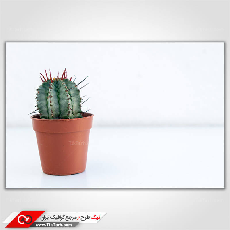 تصویر گرافیکی کاکتوس