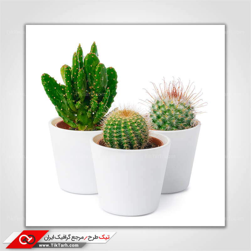 دانلود عکس گرافیکی انواع کاکتوس