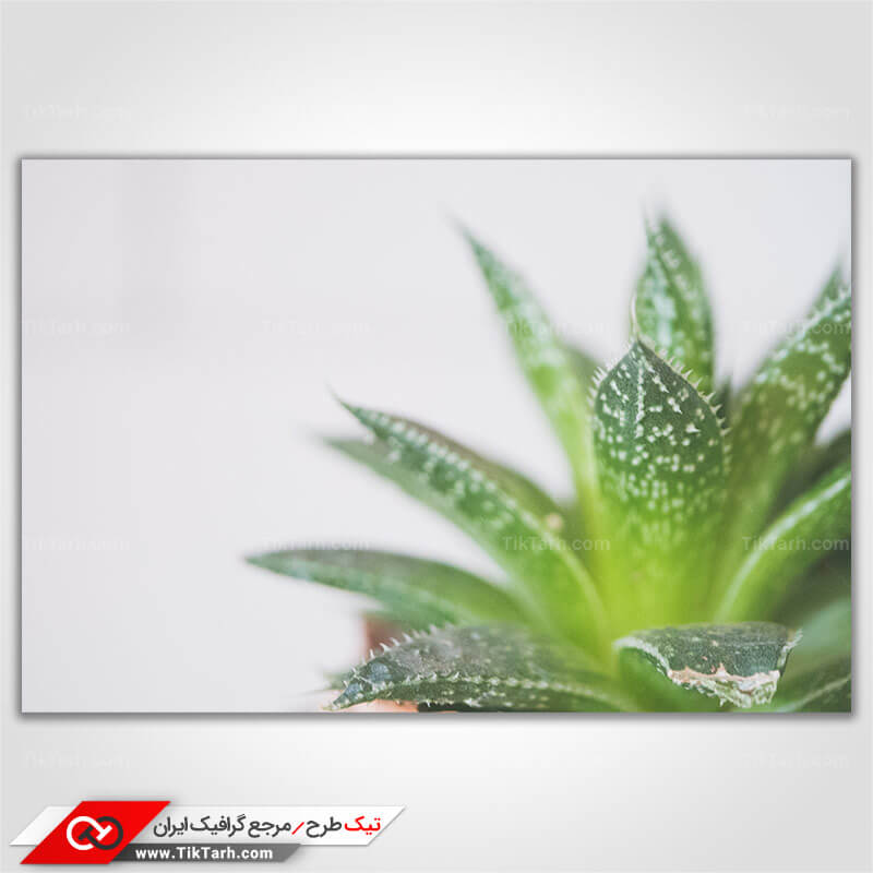 دانلود تصویر گرافیکی کاکتوس سبز