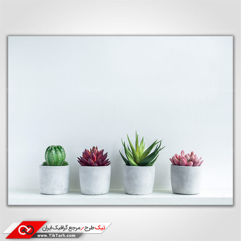 عکس گرافیکی گلدان های کاکتوس