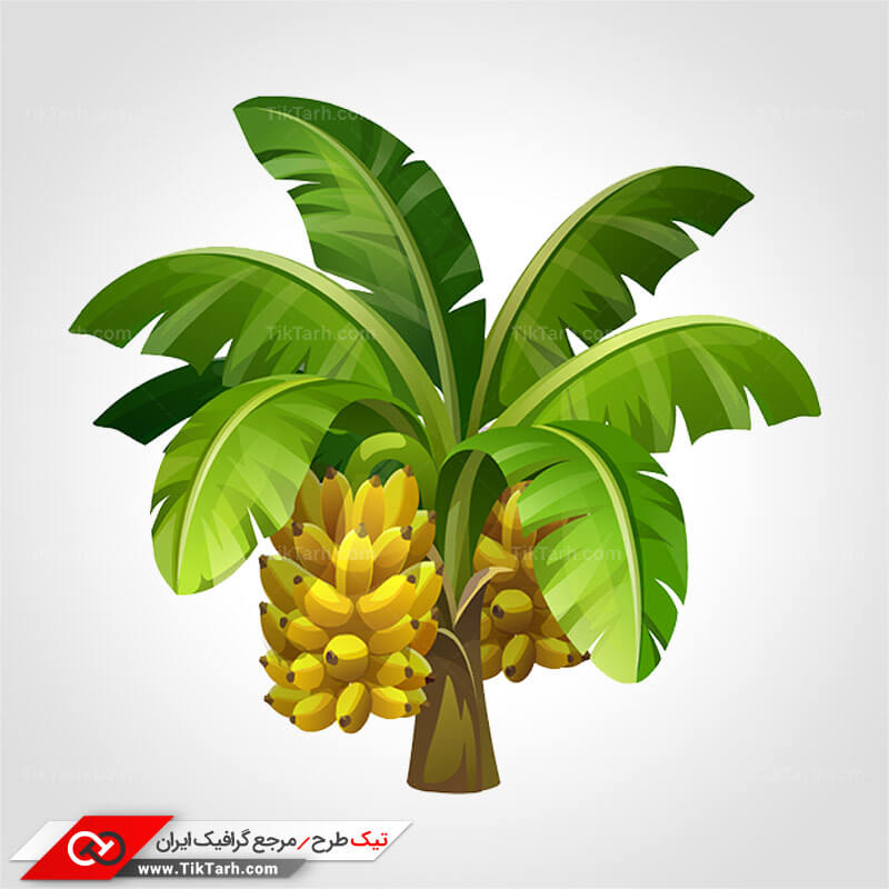 طرح گرافیکی کلیپ آرت درخت موز