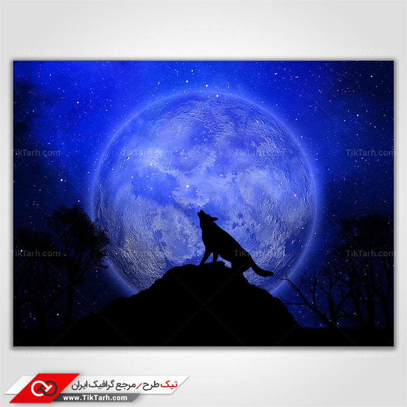 دانلود تصویر با کیفیت گرگ وحشی