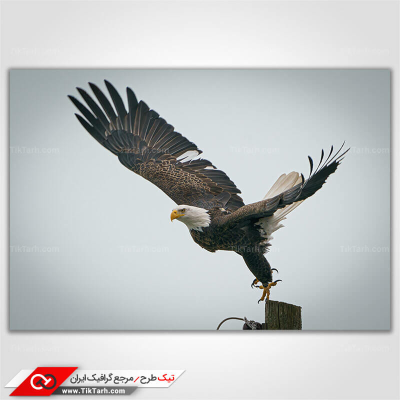 دانلود تصویر گرافیکی با کیفیت عقاب