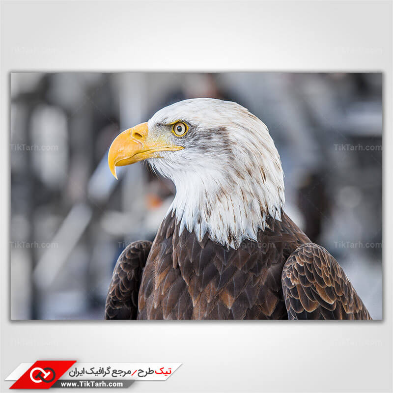 دانلود عکس گرافیکی با کیفیت عقاب