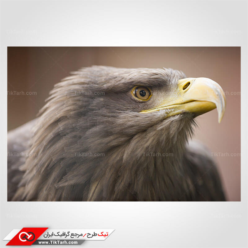 دانلود عکس گرافیکی عقاب