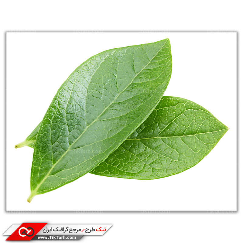 عکس باکیفیت از برگ درخت