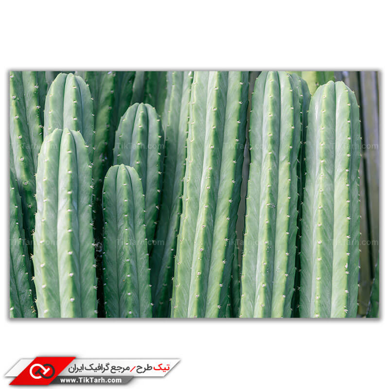 دانلود تصویر باکیفیت گل کاکتوس