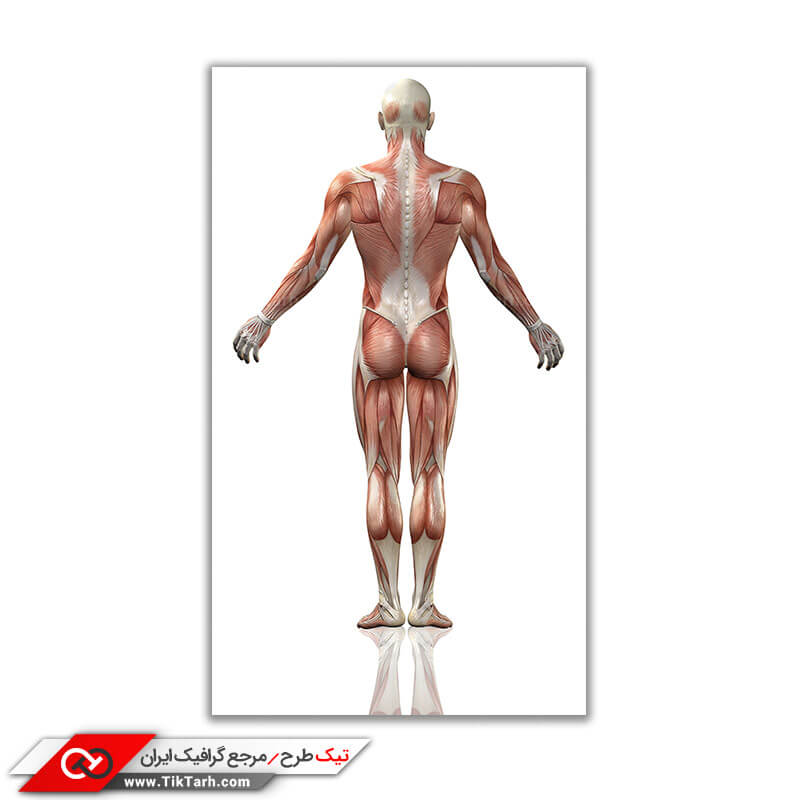 تصویر باکیفیت آناتومی بدن