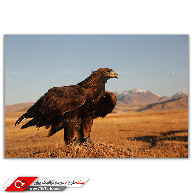 تصویر با کیفیت عقاب