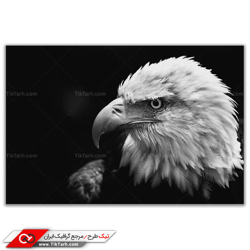 تصویر با کیفیت عقاب سر سفید
