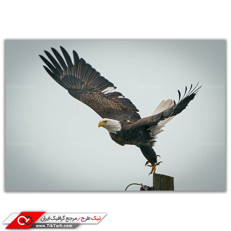 دانلود تصویر با کیفیت عقاب سر سفید