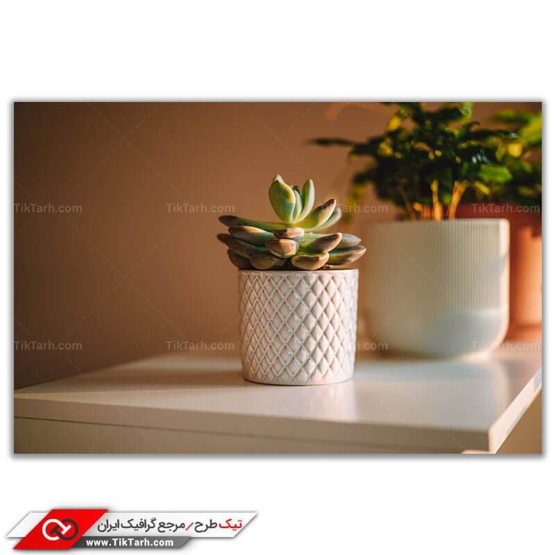 تصویر باکیفیت گل کاکتوس