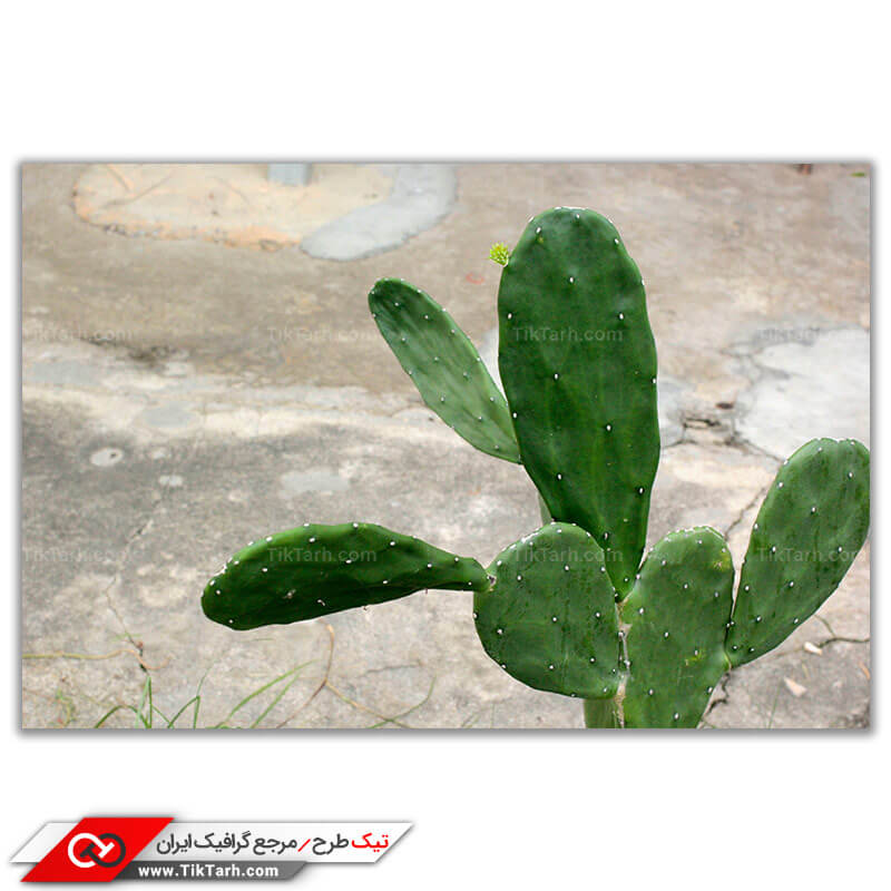تصویر باکیفیت کاکتوس خاردار