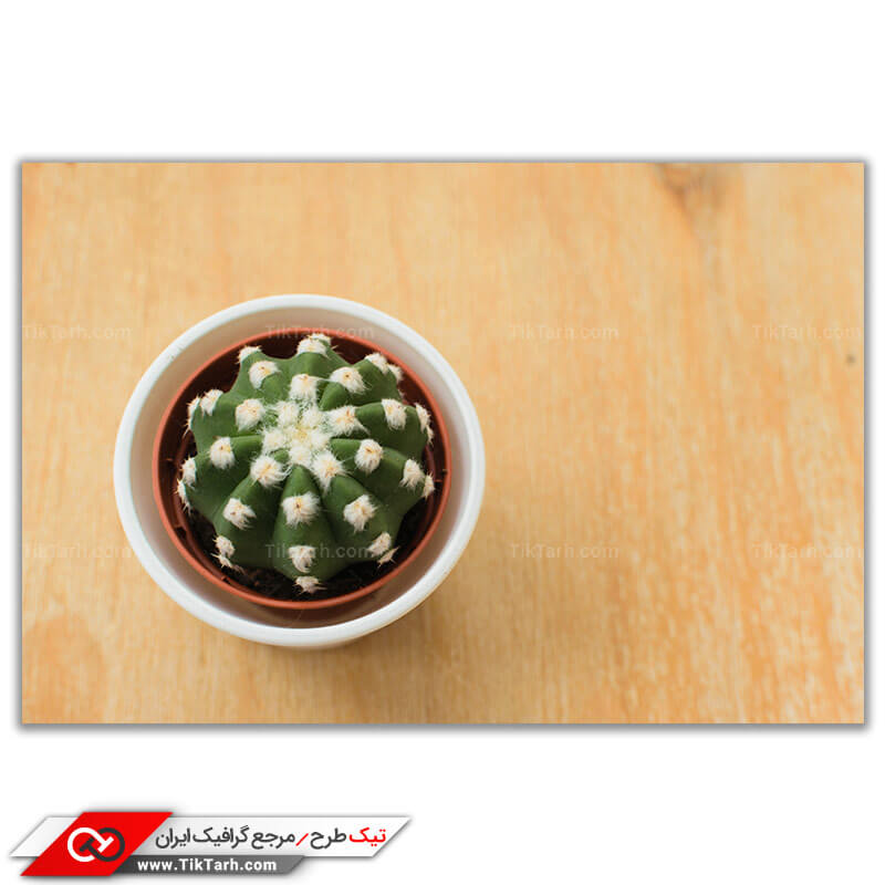 تصویر لارج فرمت از گلدان کاکتوس
