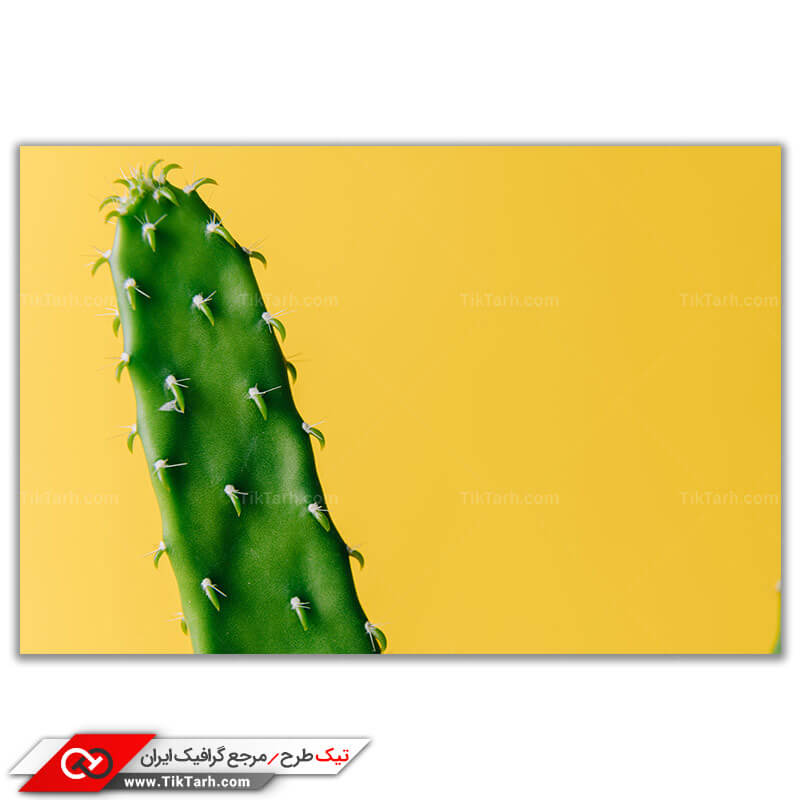 دانلود تصویر باکیفیت از کاکتوس خاردار